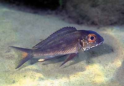 Callochromis macrops 'Kasanga'
